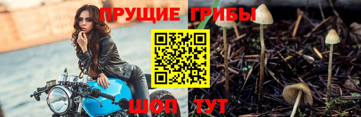 Саратов  Галлюциногенные грибы прущие грибы  Вход с VPN 
